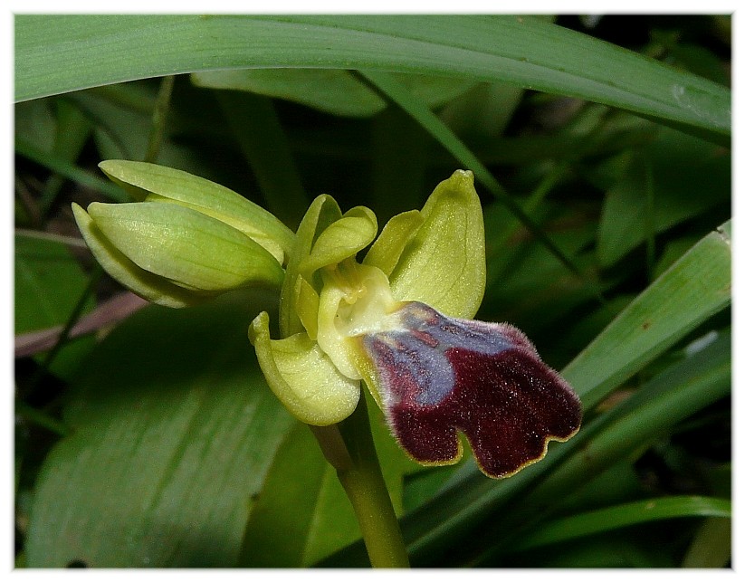 Orchis collina .......ed altro....